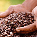 Vanuatu Coffee Impact Fund