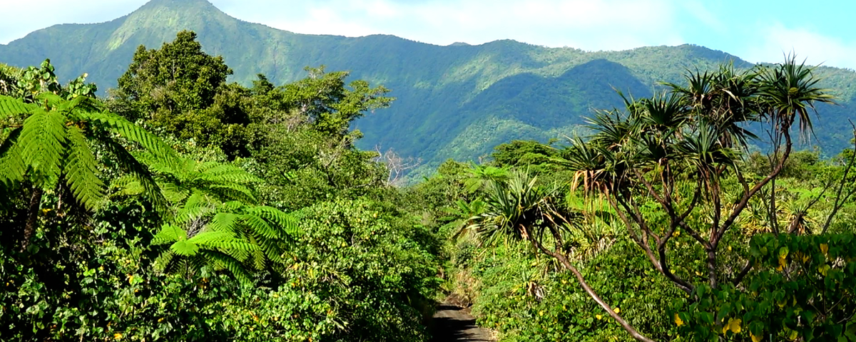 How Vanuatu Coffee Is Changing Lives: Citizenship Through Impact Investment