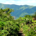 How Vanuatu Coffee Is Changing Lives: Citizenship Through Impact Investment