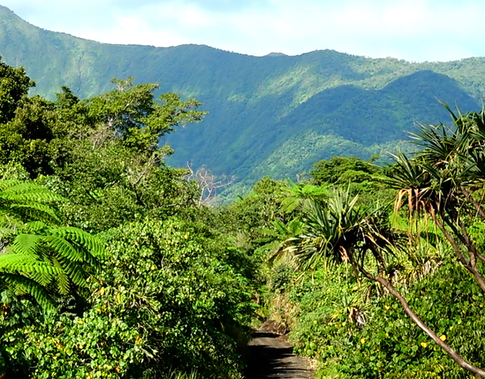 How Vanuatu Coffee Is Changing Lives: Citizenship Through Impact Investment