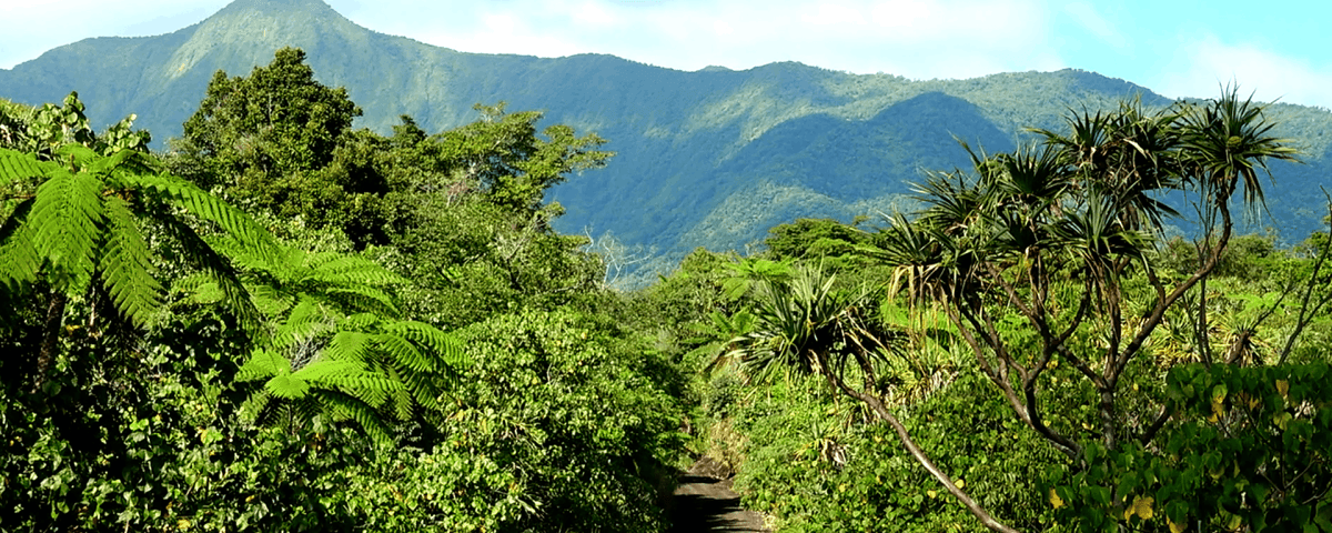 Vanuatu Coffee Impact Fund