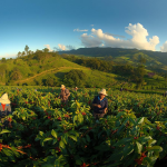 Beyond Borders: The Ethical Edge of Vanuatu's Coffee Impact Fund Citizenship